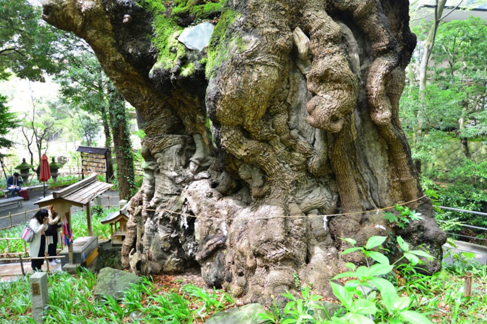 画像4:来宮神社大楠