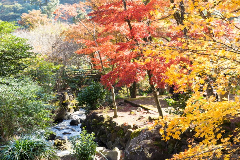 画像7:熱海梅園秋